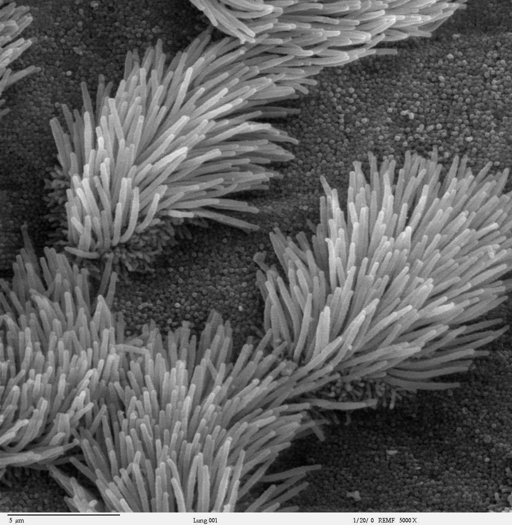 Microscopic image of cilia